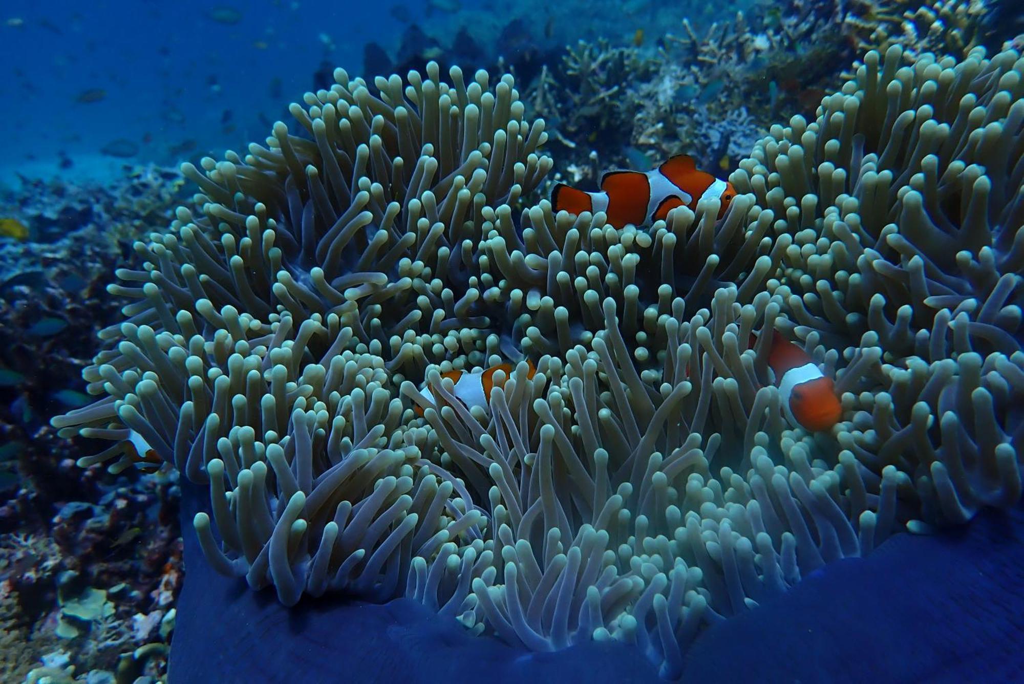 Wai Resort - Raja Ampat Pulau Birie Екстериор снимка